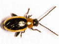 Longitarsus dorsalis